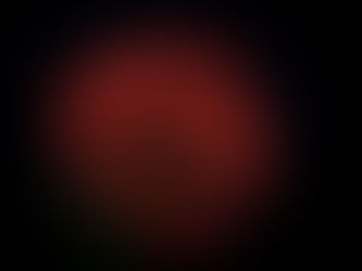 Rose éternelle vs fleurs stabilisées : quelle différence ?