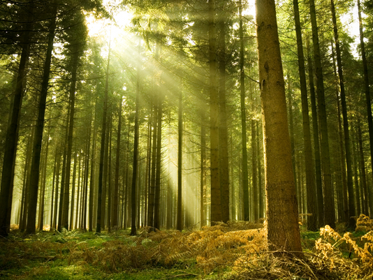 When Your Loss Goes Unseen: Disenfranchised Grief