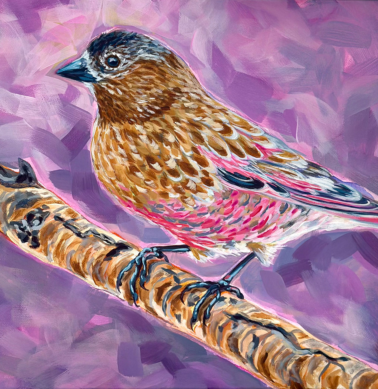 Held in Light, Rosy Finch