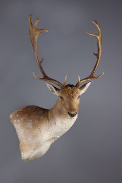 Fallow Deer Wall Pedestal Right Turn Straight