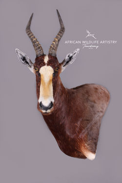 Blesbuck Wall Pedestal