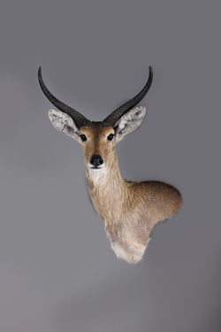 Common Reedbuck Wall Pedestal Straight Left Turn