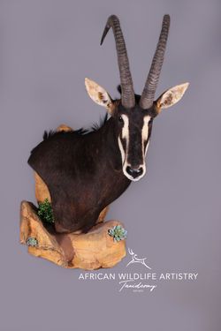 Sable Wall Pedestall Rock Mount