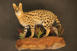 Serval Full Mount