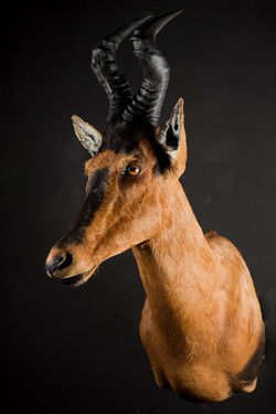 Red Hartebeest Shoulder Mount 1/8 Right Turn