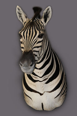 Zebra Shoulder Mount Straight