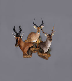 Red Hartebeest, Impala, Fallow Deer Wall Pedestal Rock Mount