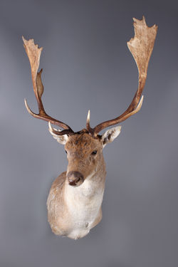 Fallow Deer Shoulder Mount 1/4 Right Turn