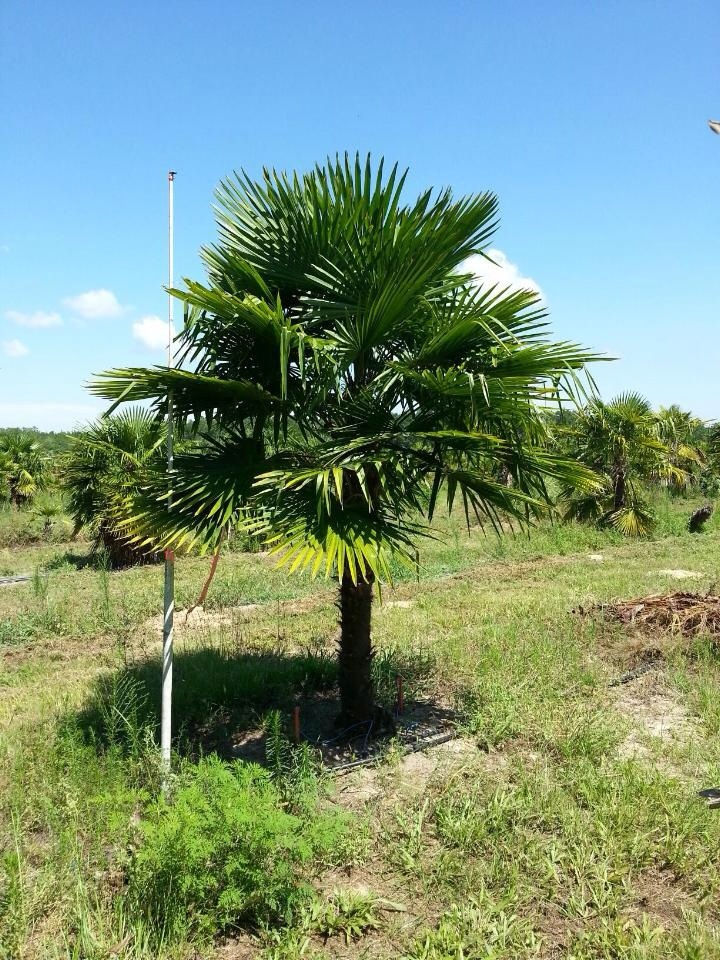 Windmill Fan Palm