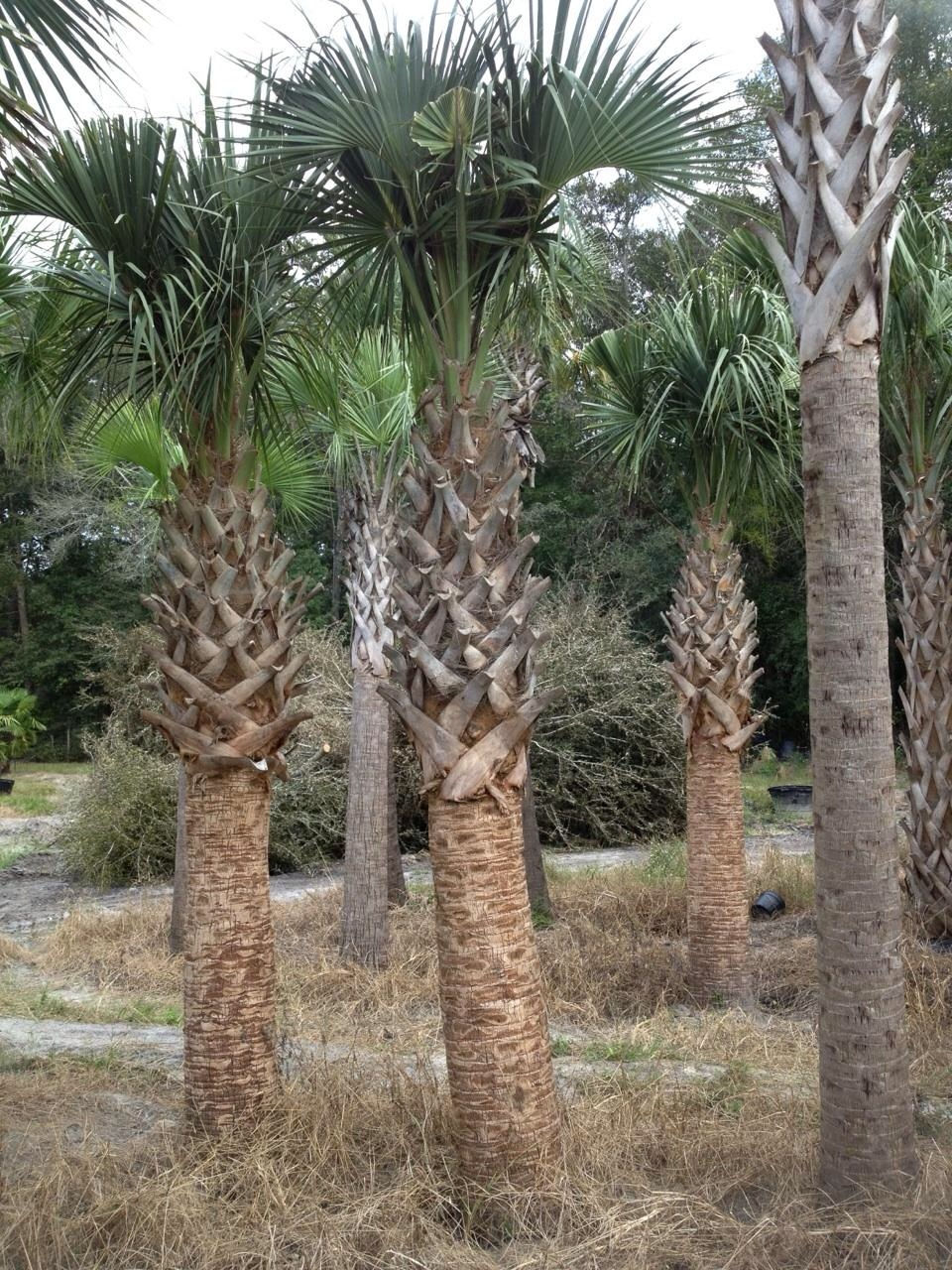 Sabal Palms