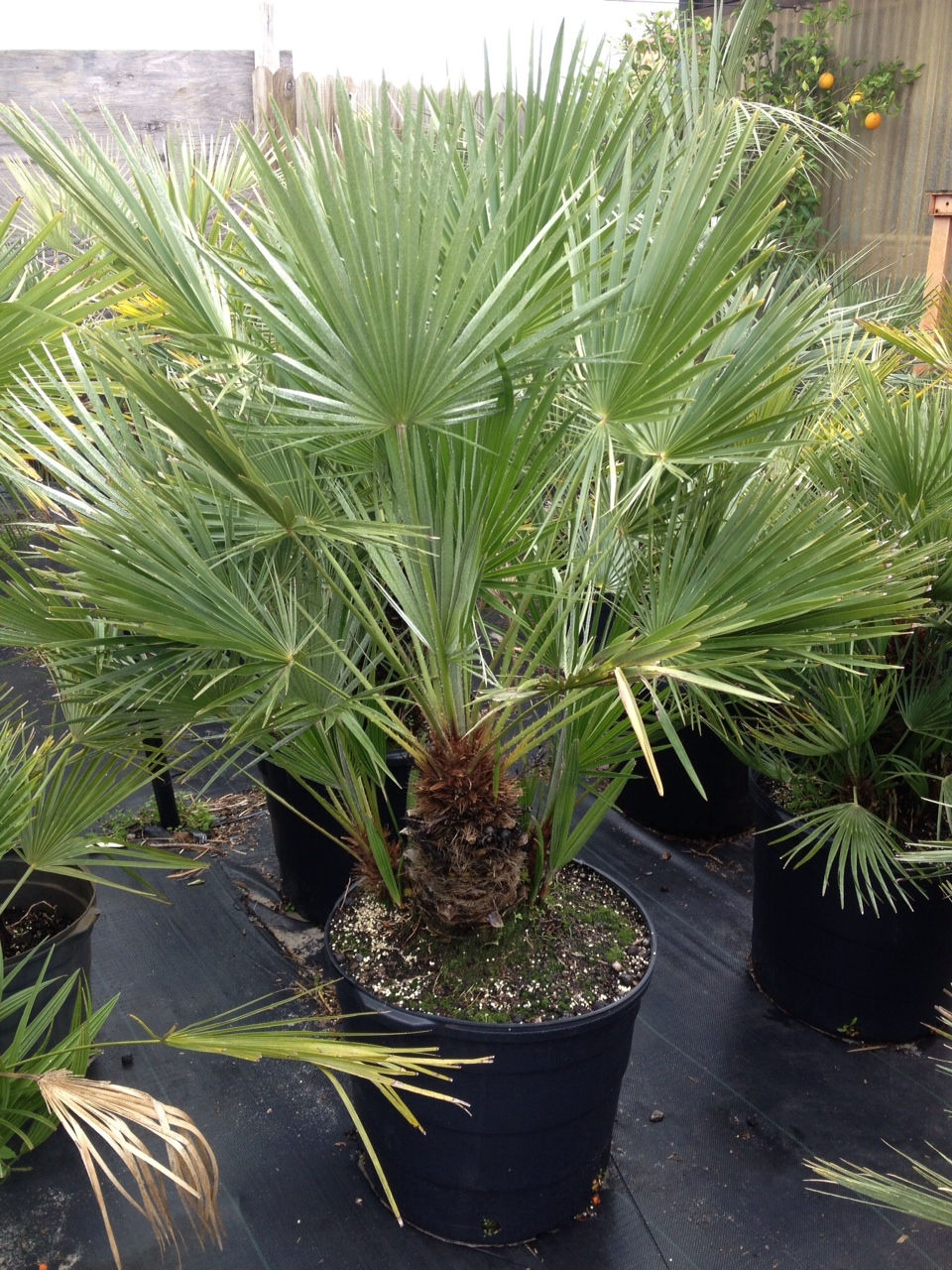 Fan Palm