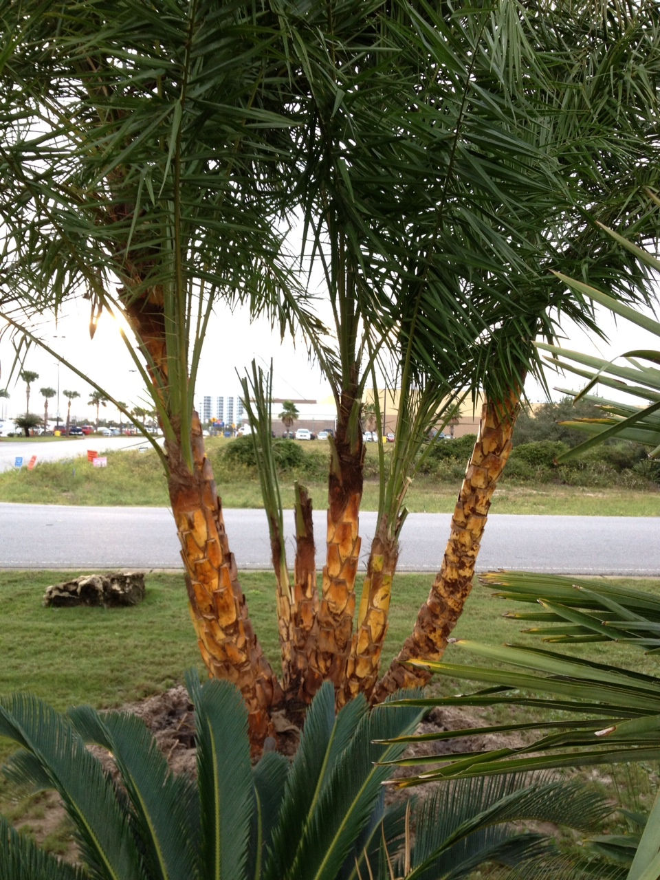 Multi-trunk Reclinata