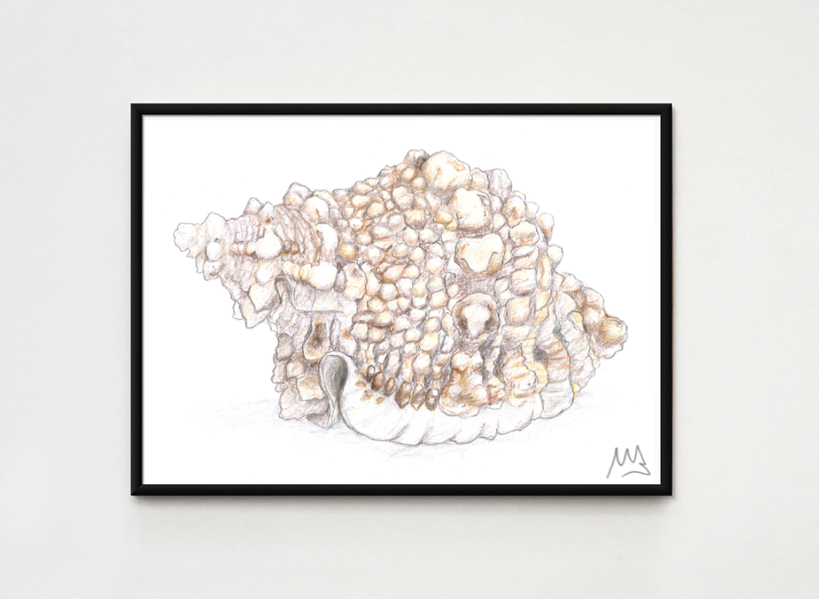 Coloured sea shell poster print