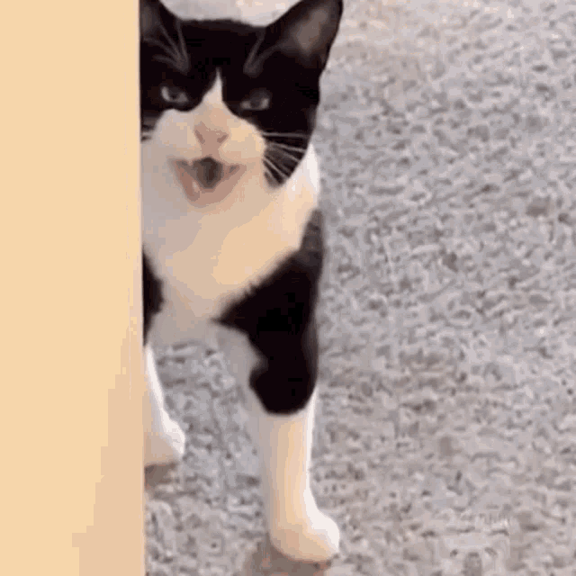 bicolor-grumpy-cat-meowing-x6m7jfemwheyxcf2.gif