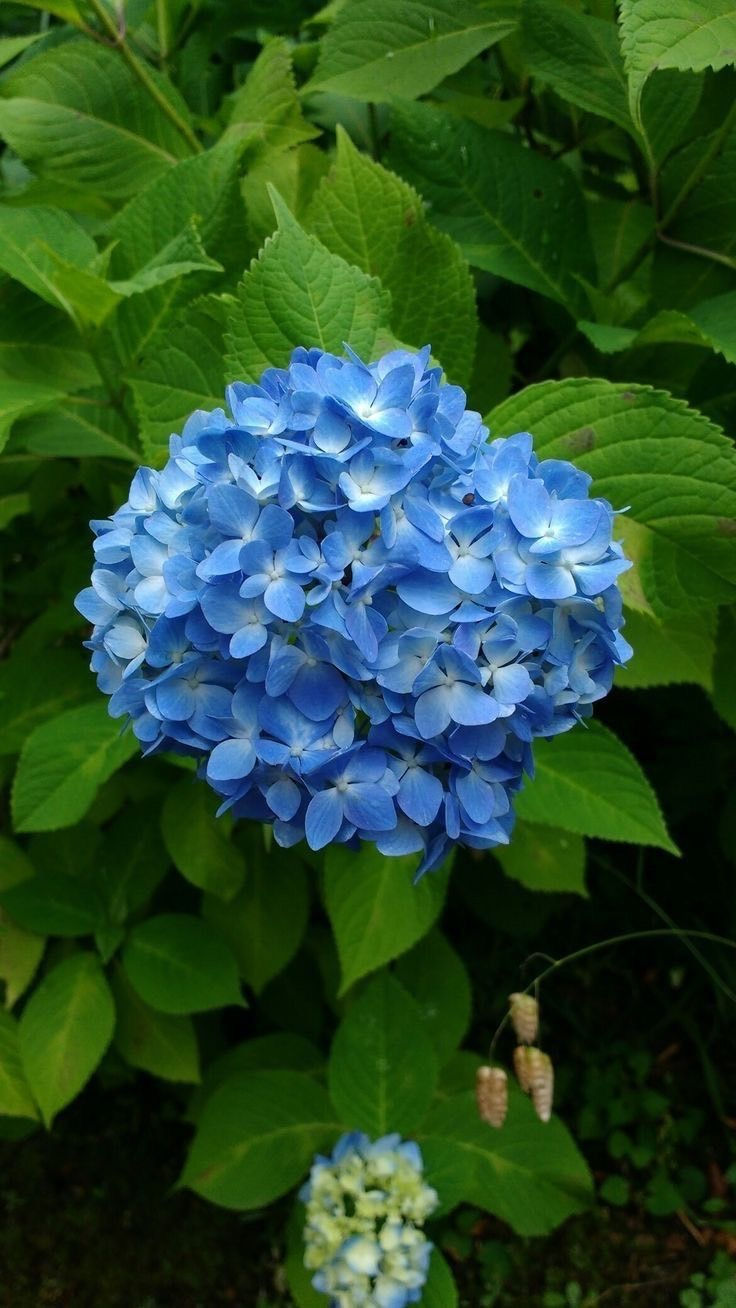 ภาพขนาดย่อ: ดอกไฮเดรนเยีย (Hydrangea)