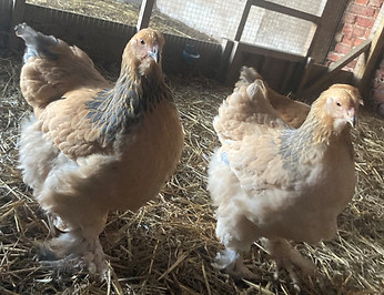 blue buff3_edited.jpg