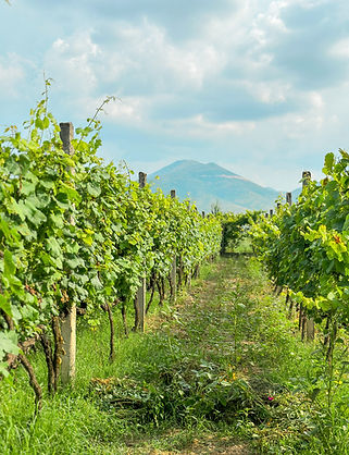 Best Wine tasting in Berat, Albania