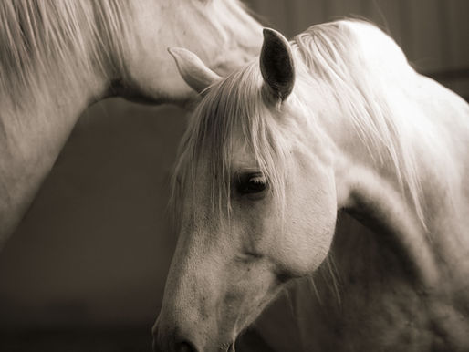 From Lineage to Legacy—The Tao of Letting Life Choose