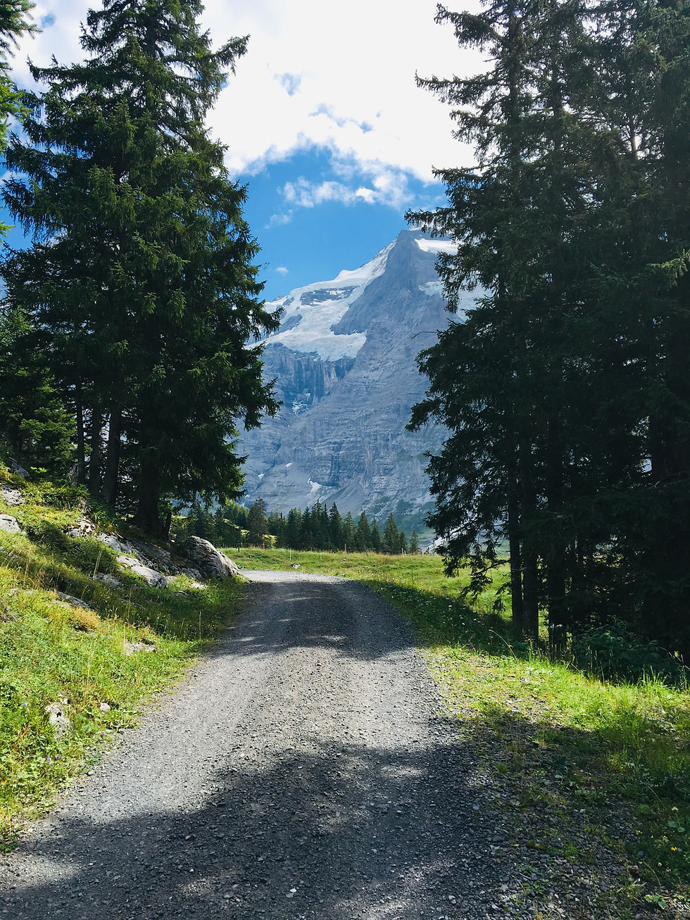 Gravel trail winding through a grassy alpine meadow lined with tall evergreen trees, leading toward a towering snow-capped mountain under a blue sky.