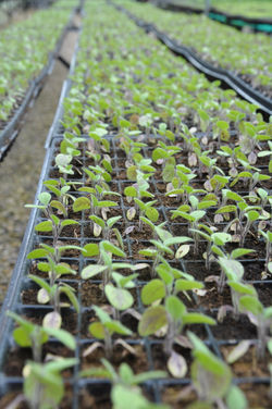 Material vegetal certificado