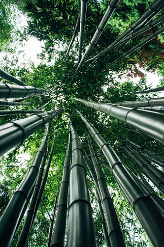 tiro-angulo-arboles-bambu-gigantes.jpg