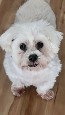 Flossie