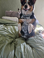Bailey