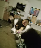 Charlie
