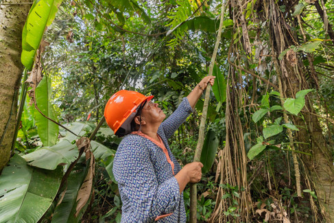 Woman harvesting murumuru fruit from a rainforest tree in the Peruvian Amazon using sustainable forest management practices.