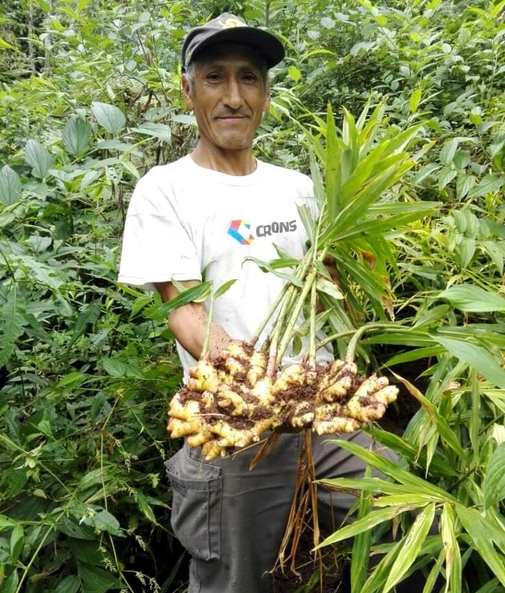 ginger producer Peru