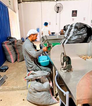 Workers in hairnets manually sort Brazil nuts at a processing table, separating shelled and unshelled nuts into containers in a clean, organised workspace.