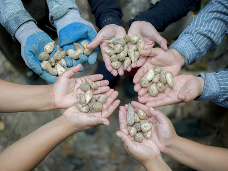 Hands holding freshly harvested murumuru, showcasing community-led sustainable agriculture in the Amazon rainforest.