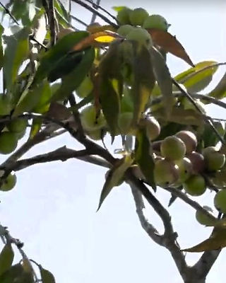 fruit camu camu in the shrubs