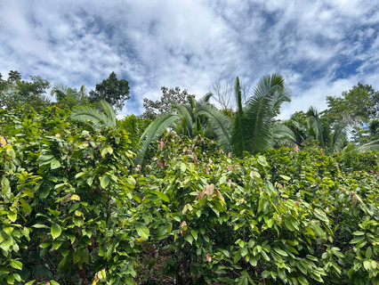 cacao plant growing in agroforestry scheme