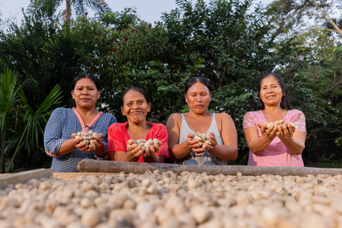Indigenous women farmers holding freshly harvested macambo seeds in the Peruvian Amazon, supporting sustainable agroforestry and forest-based livelihoods.