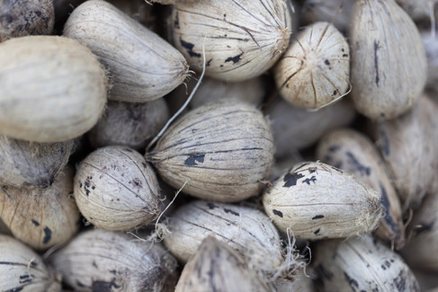 Close-up of freshly harvested murumuru seeds, a valuable Amazonian non-timber forest product used in cosmetics and sustainable bioeconomy value chains.