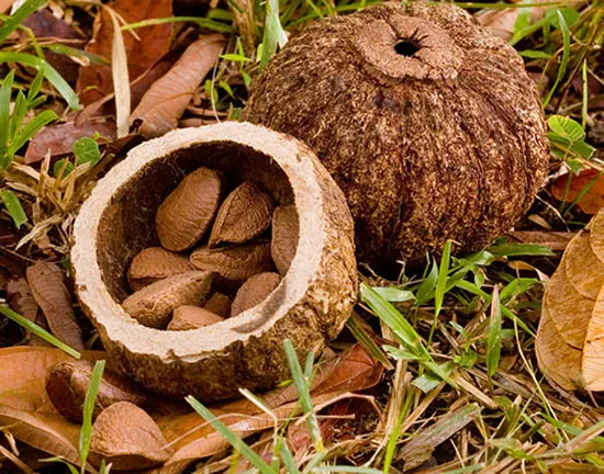 Brazil Nuts that falls from amazonian trees