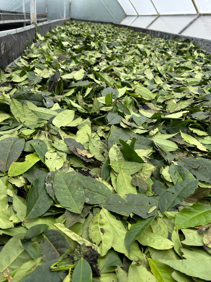 Guayusa leaves in production