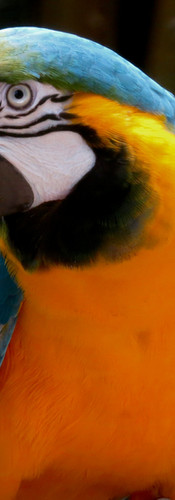 macaw in the amazon