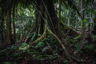 Massive tree in the Amazon