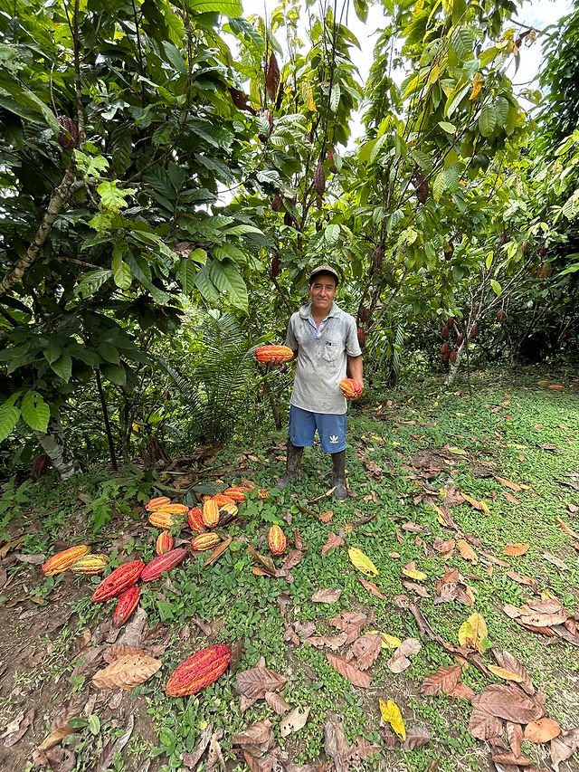 Harvest from cacau plant