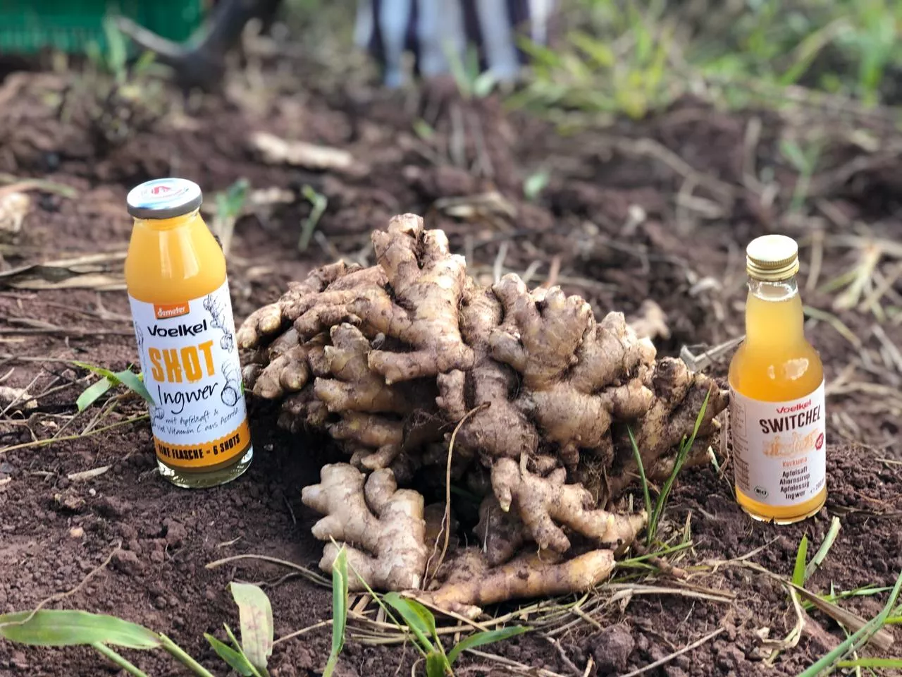 ginger roots and ginger juice from the Amazon