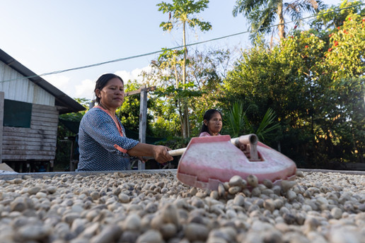Women drying murumuru after harvest as part of the post-harvest processing value chain in the Peruvian Amazon.