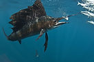 Sailfish on Bait Ball.jpg