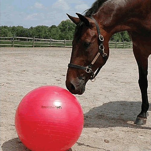 Horsemen's Pride Jolly Mega Ball Horse Toy