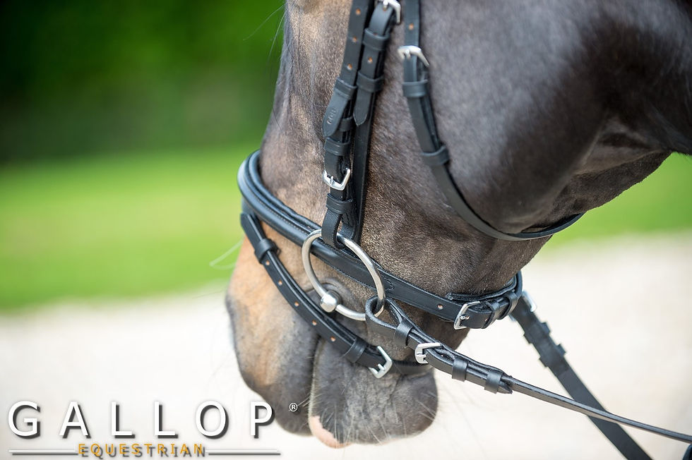 Padded Bridle and Rubber Reins
