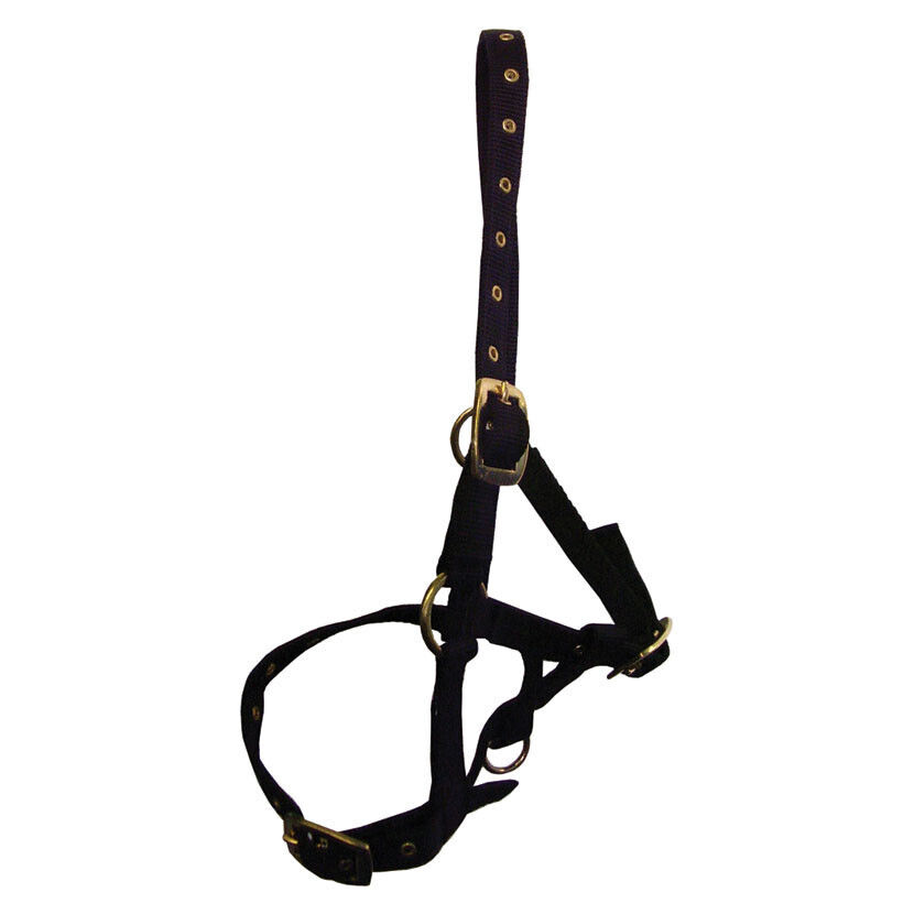 Thumbnail: Hy foal head collar-one size