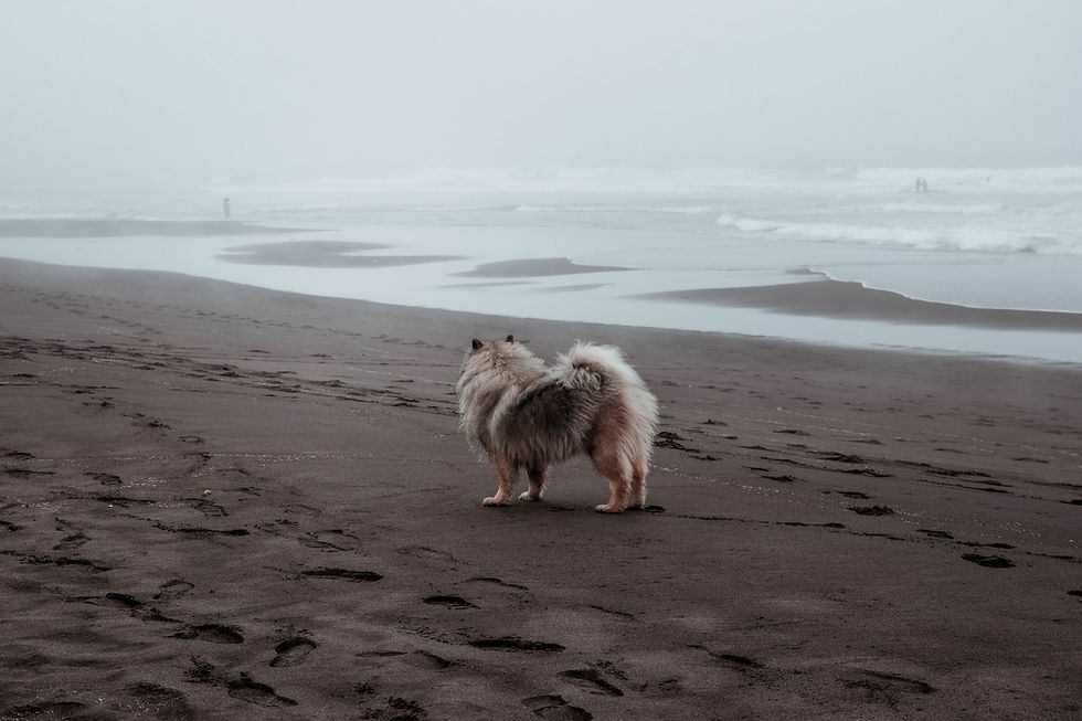 Ballee at the beach