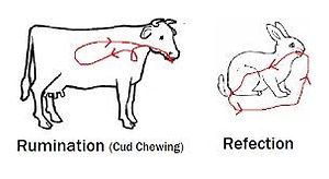 Rumination vs refection.jpg