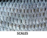 Fish scales.png